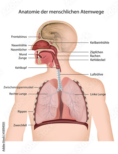 Anatomie der menschlichen Atemwege