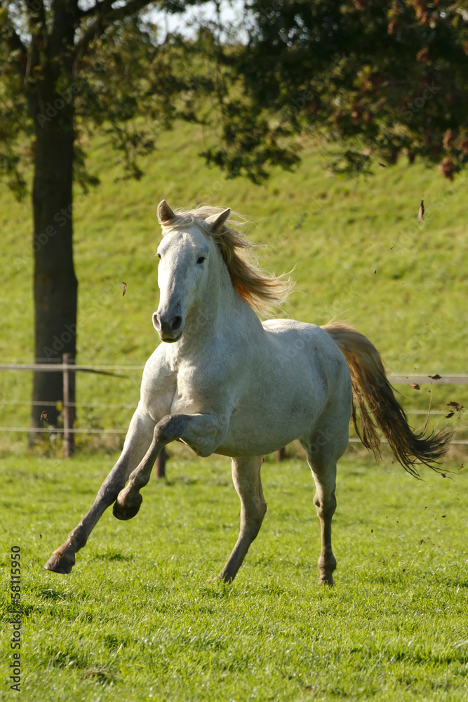 Cartujanohengst im Galopp