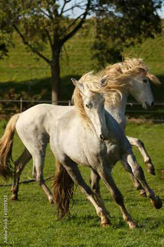 2 wilde Cartujano Hengste