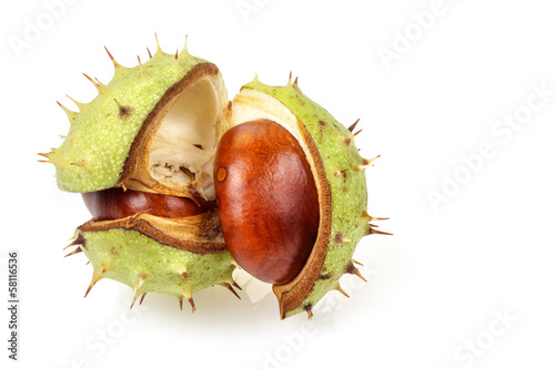 Horse chestnut in opened natural shell