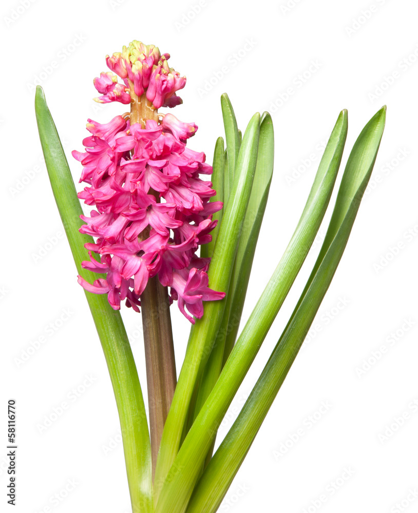 Fototapeta premium hyacinth