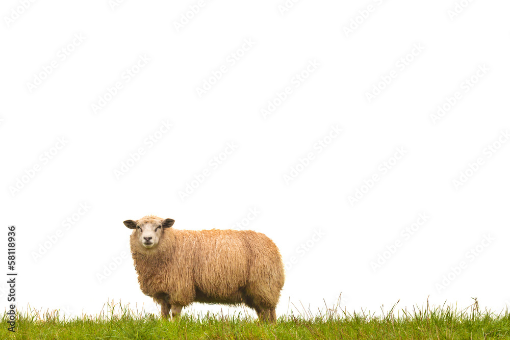Naklejka premium Mature sheep isolated on white