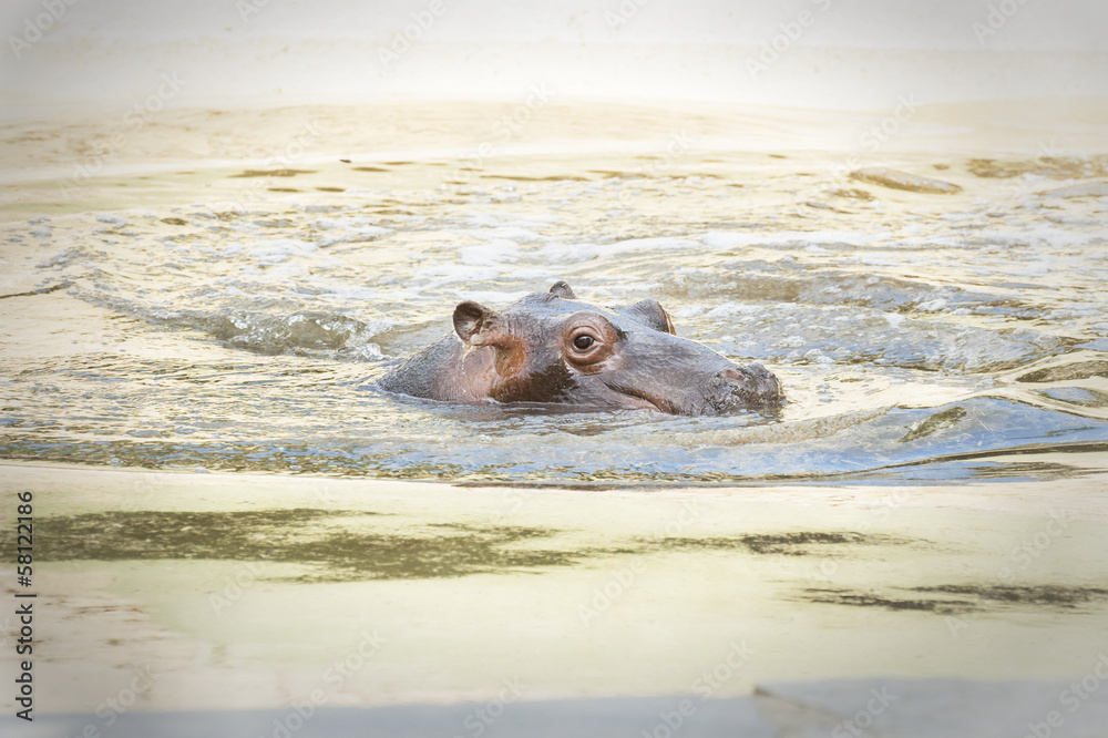 Fototapeta premium Baby hippo 5