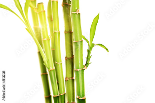 Fototapeta Naklejka Na Ścianę i Meble -  Studio shot of green stalks of bamboo with leaves