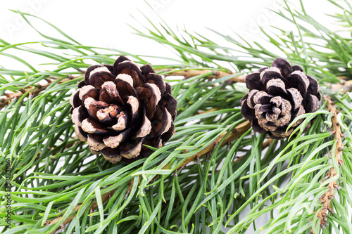 Pine branch with cones  on white background