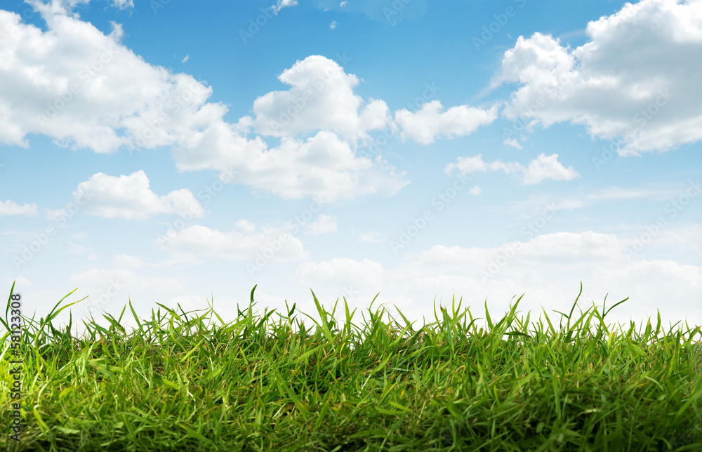 grass grass