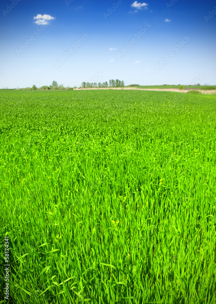 Obraz premium Wheat field against a blue sky