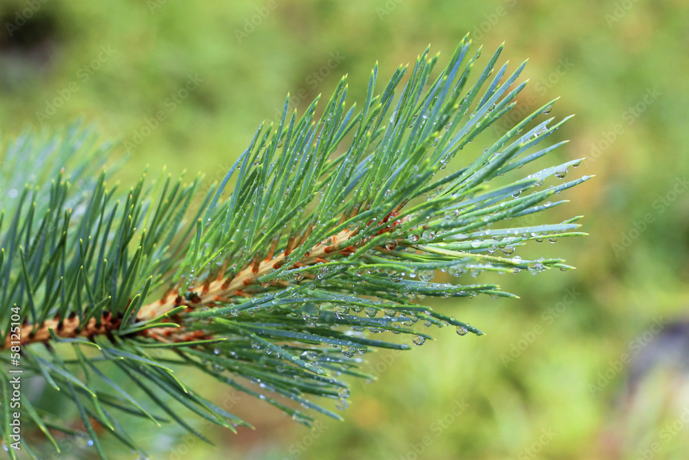 Water drops on fir tree after rain Water drops on fir tree after rain