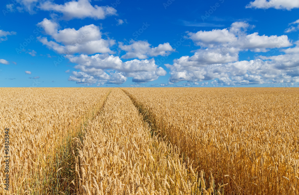 Path in a golden wheat field