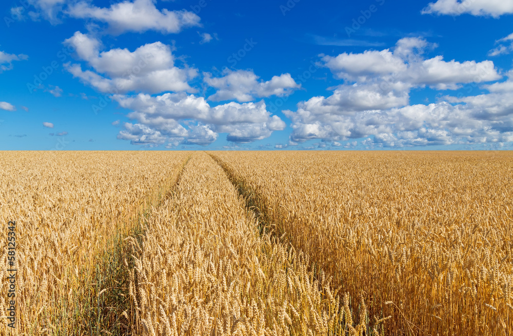 Fototapeta premium Path in a golden wheat field