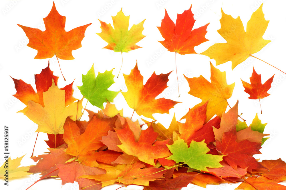 fall autumn maple leaves fall autumn maple leaves