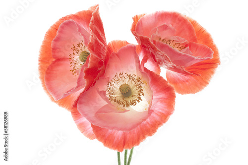 Fototapeta Naklejka Na Ścianę i Meble -  poppy