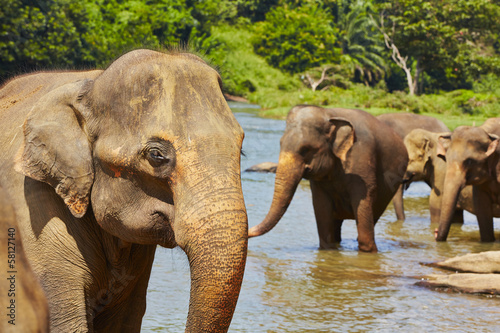 Photography Elephants