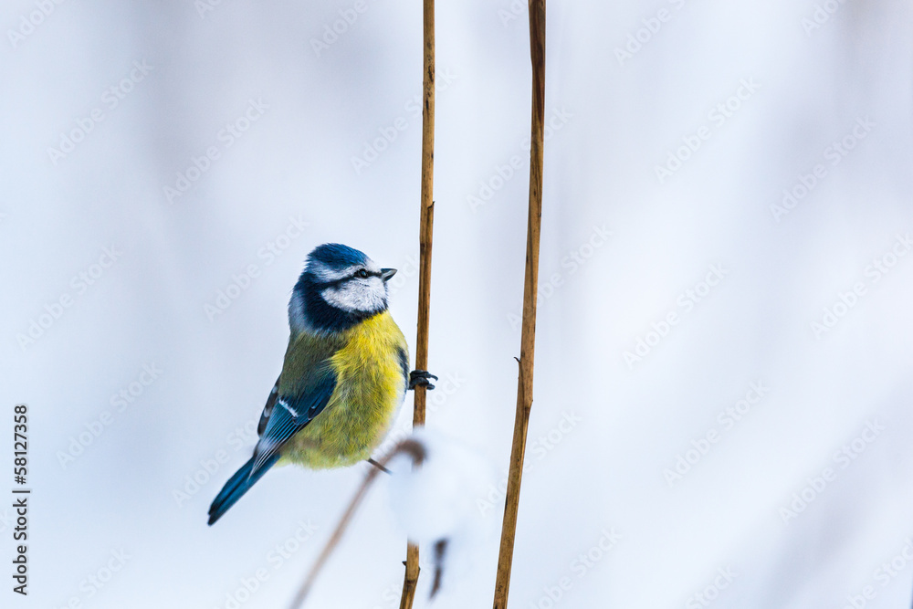 Obraz premium Blue Tit sit on a straw