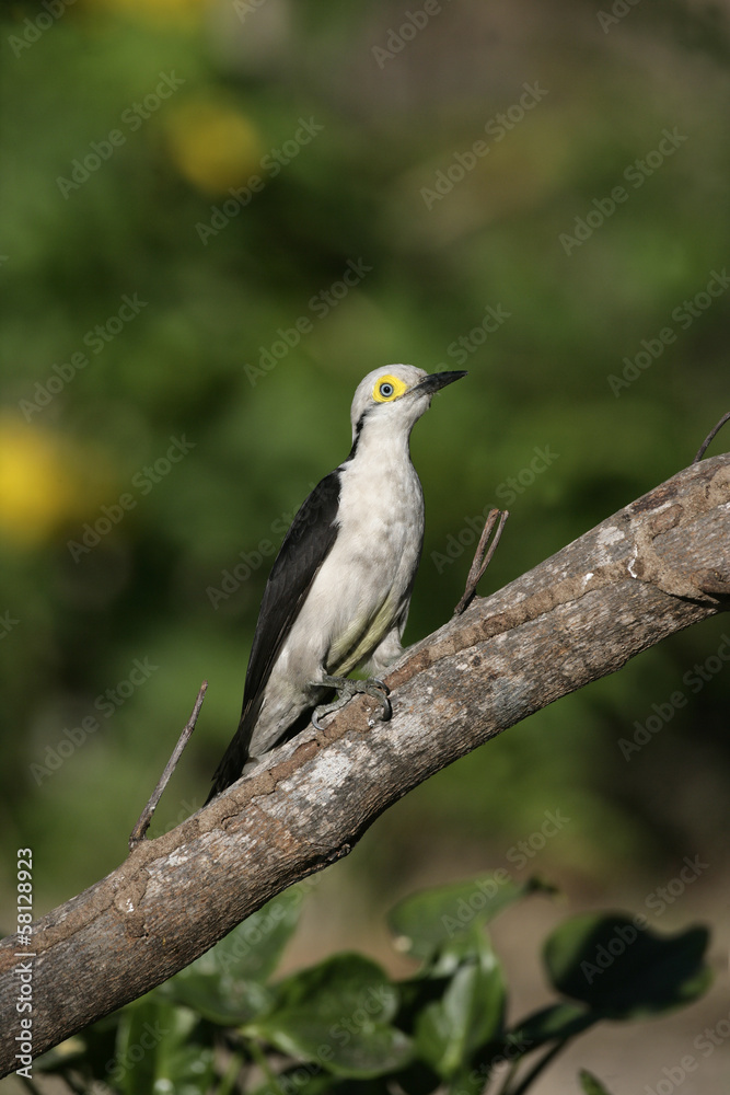 White woodpecker, Melanerpes candidus