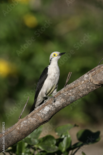 White woodpecker, Melanerpes candidus