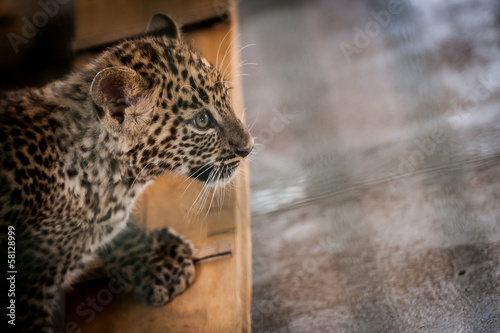 Photo Stock Portrait De Bebe Leopard Adobe Stock