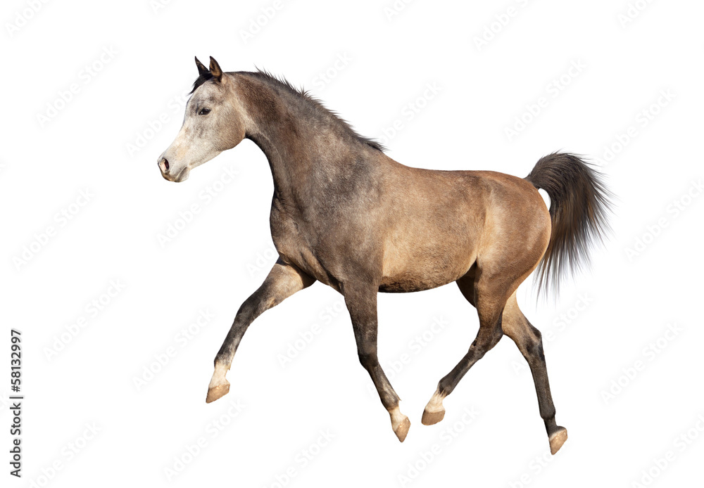 Grey horse running trot on a white background