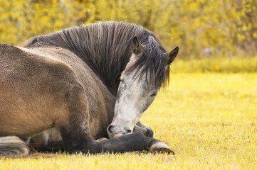 Sleeping horse on nature