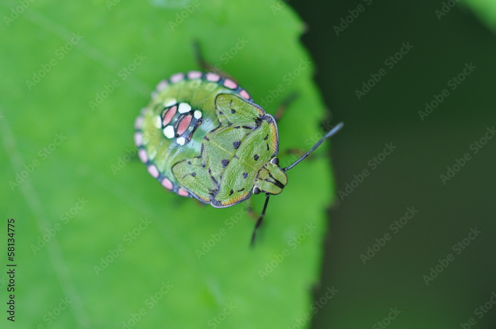 ミナミアオカメムシの幼虫 Stock Photo Adobe Stock ミナミアオカメムシの幼虫 Stock Photo Adobe Stock