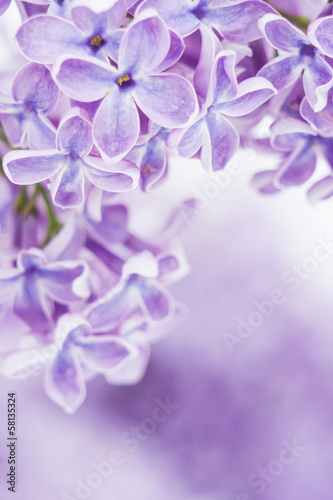 Blooming lilac flowers