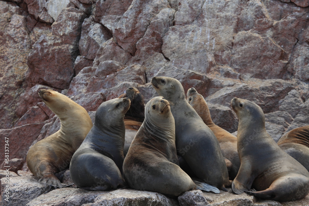Fototapeta premium Seehunde Islas Ballestas Peru