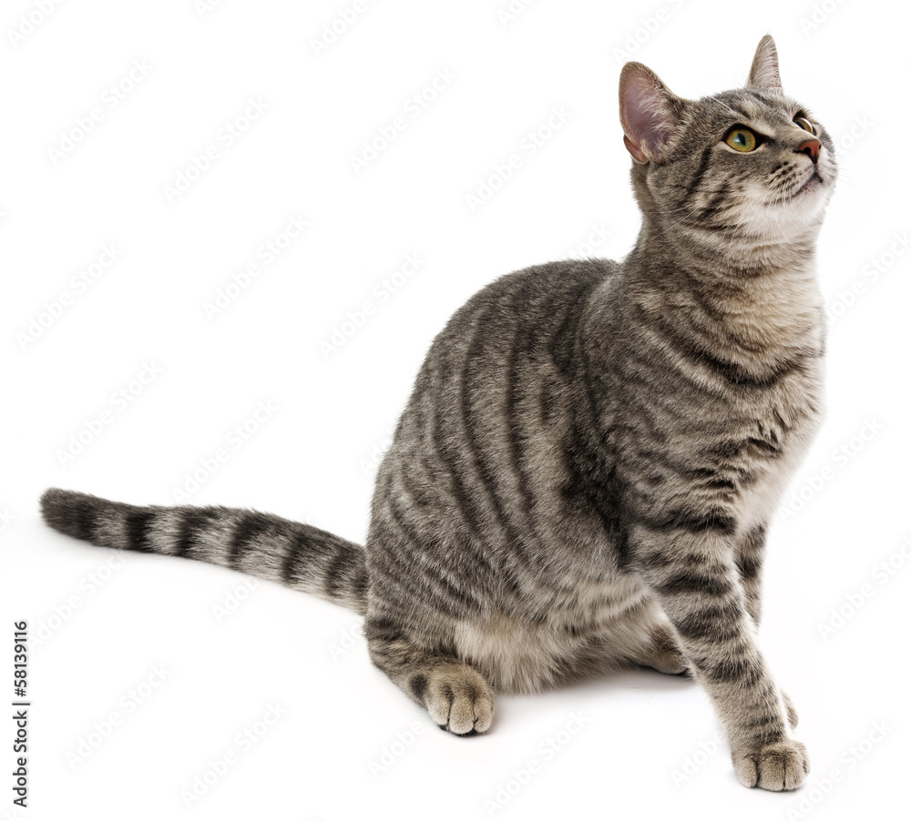 cat sitting on a white background cat sitting on a white background