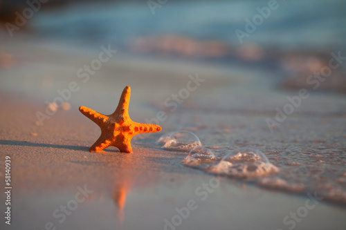 starfish at the beach