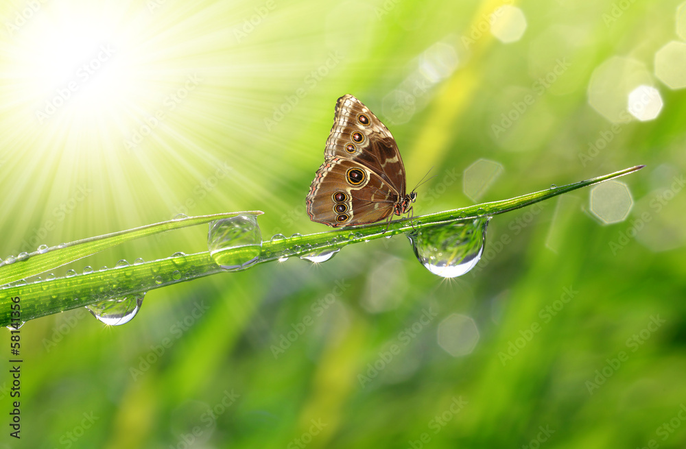 Fototapeta premium Water drops on green grass and butterfly Morpho