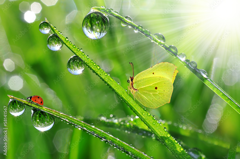 Obraz premium fresh morning dew with butterfly and ladybird