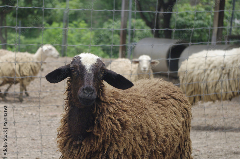 brown and white sheep close up with pluffy fur brown and white sheep close up with pluffy fur