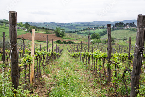 View Down Row of Grape Vines