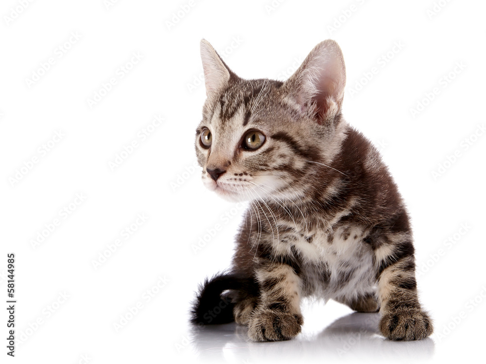 Fototapeta premium Striped surprised kitten on a white background.