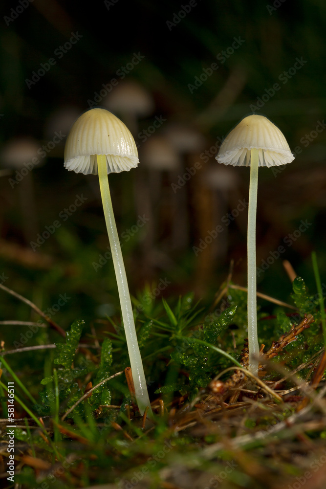 Two Milking bonnets Two Milking bonnets