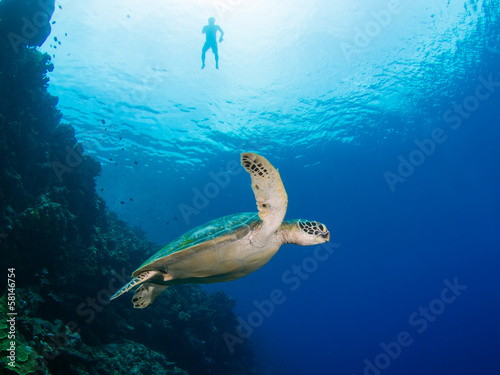 Green turtle and snorkeler
