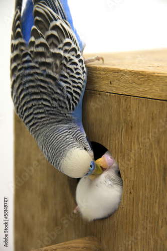 the chick and  budgie  are in a nest on white background