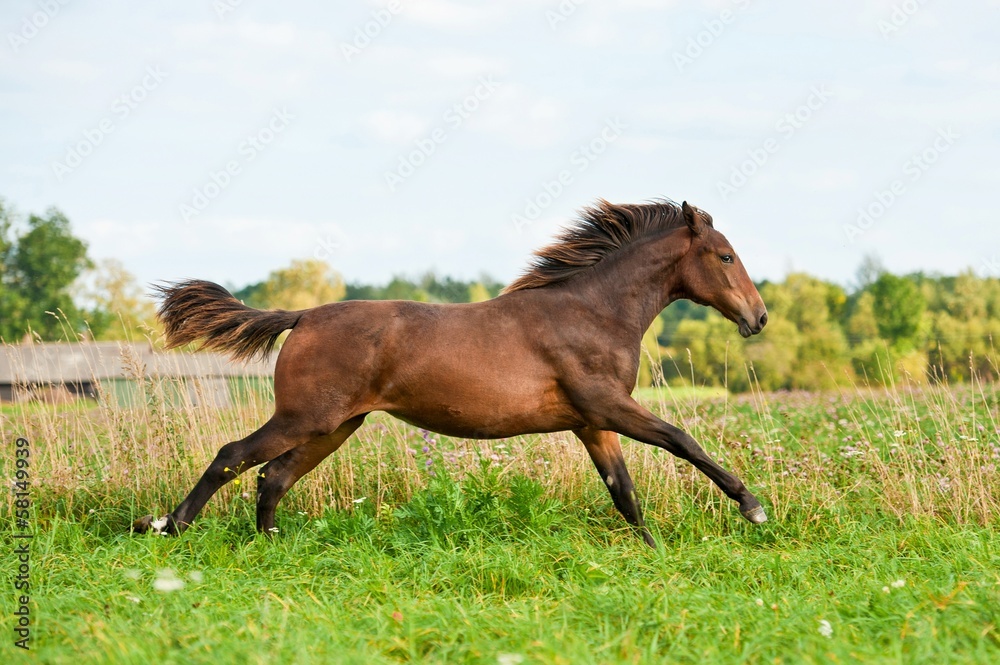 Young bay horse running on the meadow Young bay horse running on the meadow