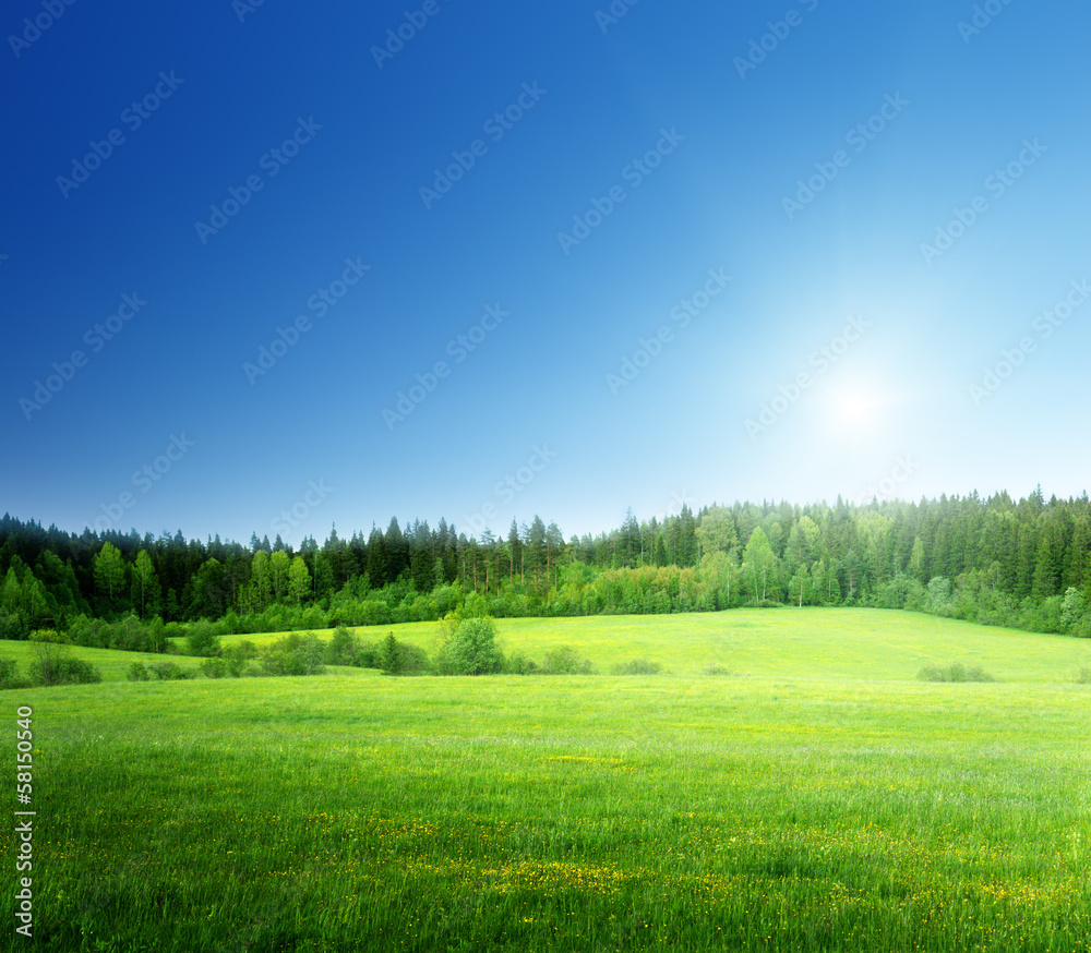 field of grass and perfect sky