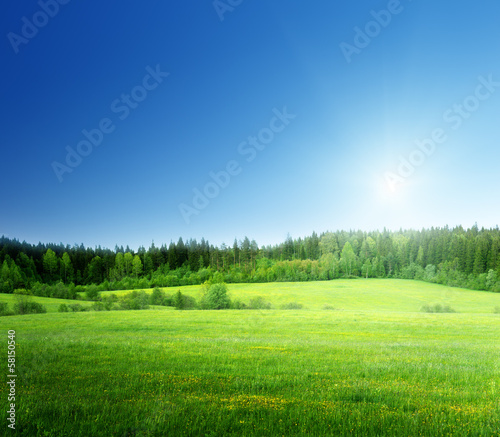pole trawy i doskonałe niebo