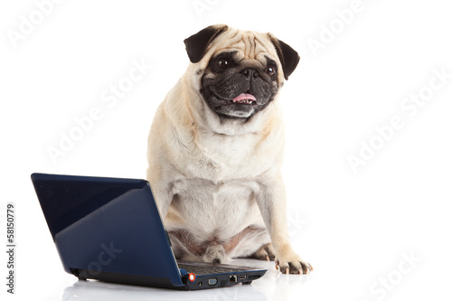 pug dog computer isolated on white background © nemez210769