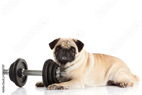 pug dog dumbbell isolated on white background