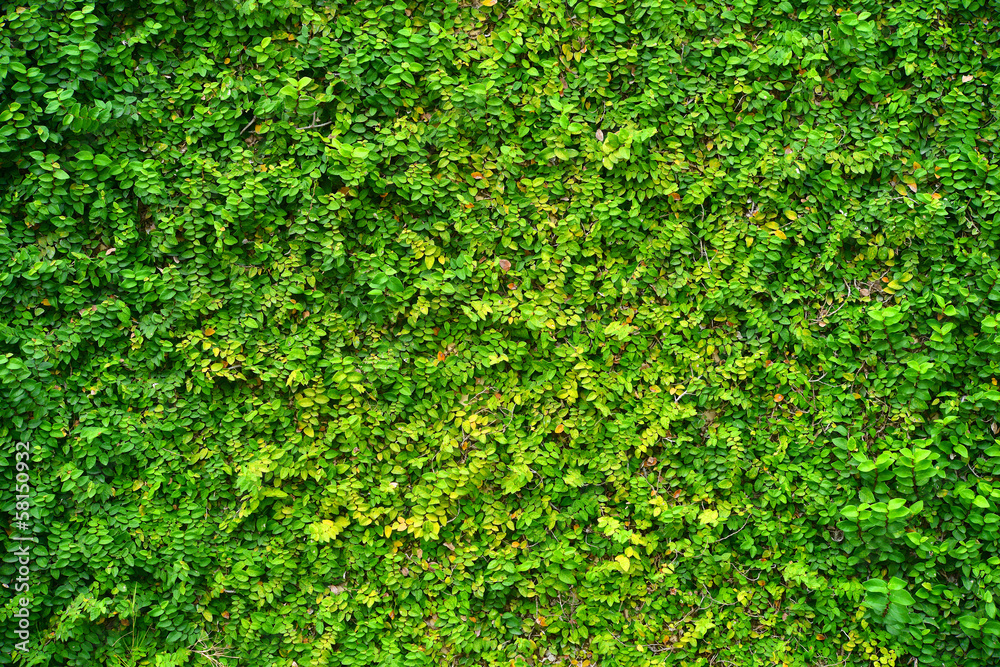 Ivy Background