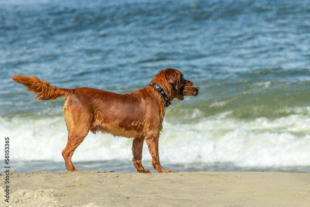 Beautiful Golden Retriever dog playing on the beach with a stick Beautiful Golden Retriever dog playing on the beach with a stick