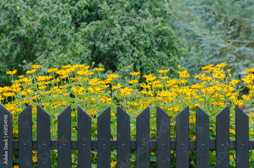 wooden fence and flowers