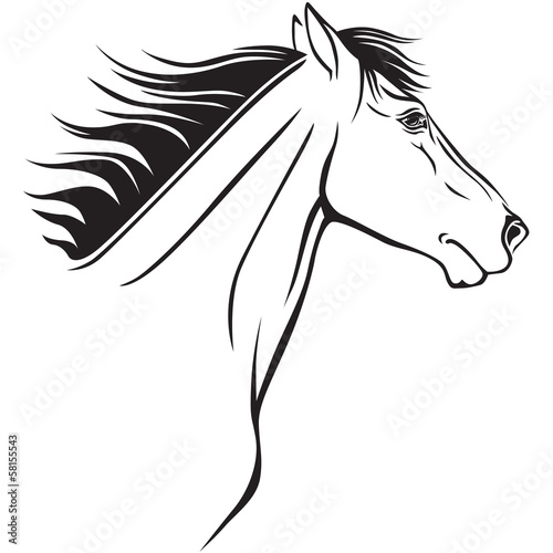 Horses muzzle profile