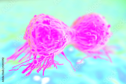 Dividing breast cancer cell