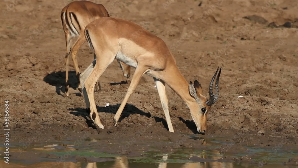Impala antelope drinking water, South Africa Impala antelope drinking water, South Africa