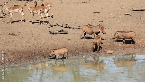 Warthogs and impala antelopes at a waterhole, South Africa photo