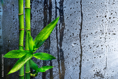 stalks bamboo on wet glass