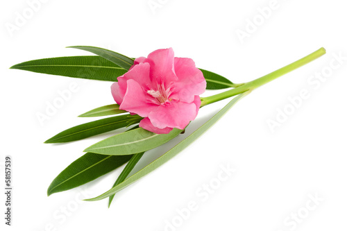 oleander flower